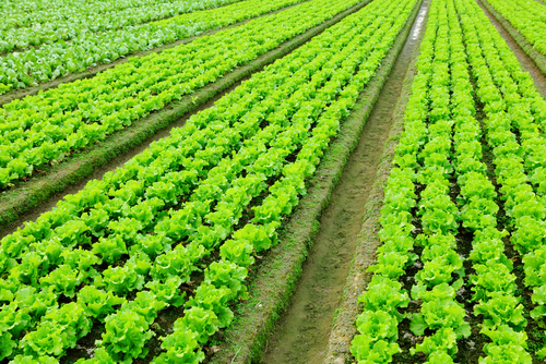 2 Facts About Agriculture Irrigation Systems That Will Change the Way You Irrigate